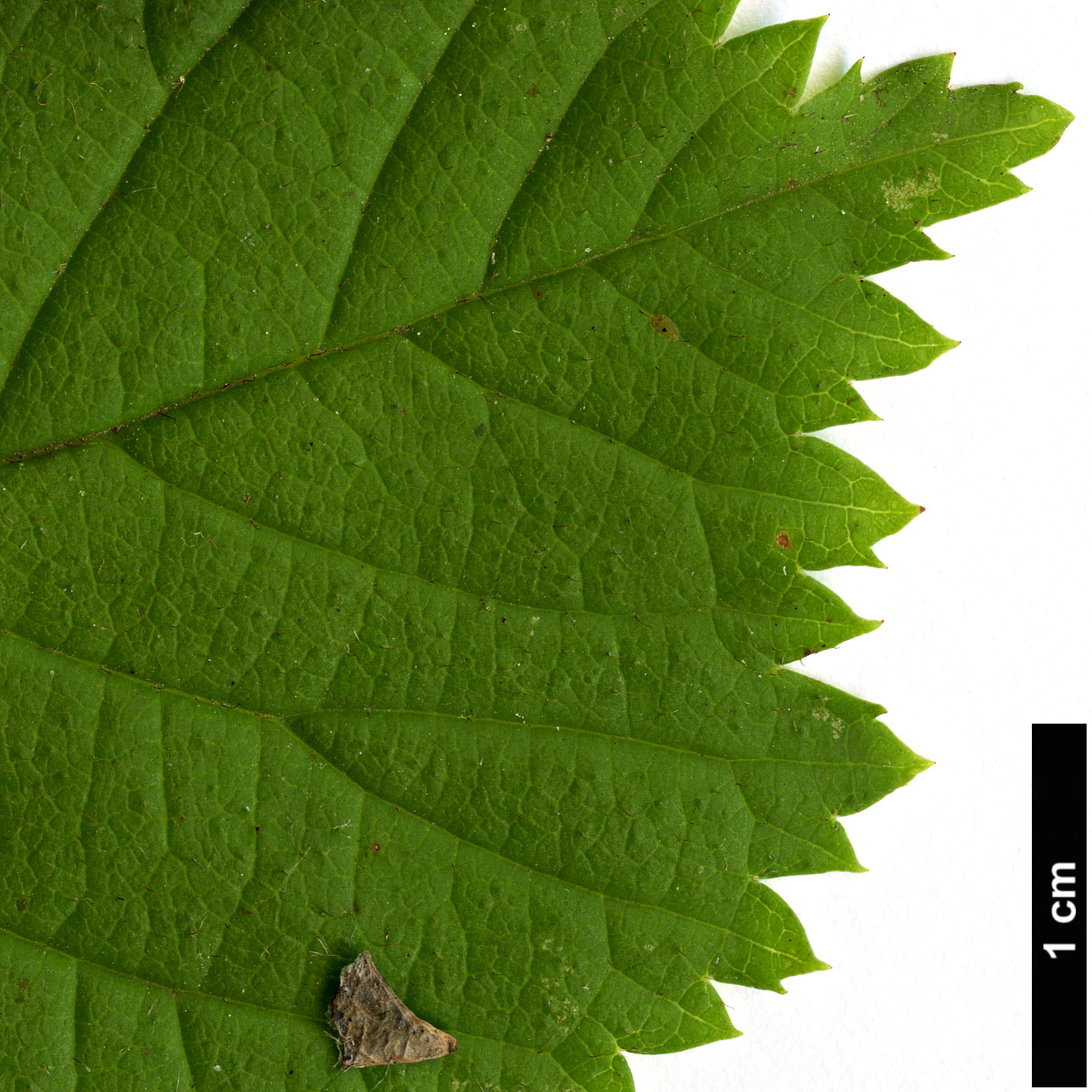 High resolution image: Family: Rosaceae - Genus: Prunus - Taxon: triloba High resolution image: Family: Rosaceae - Genus: Prunus - Taxon: triloba